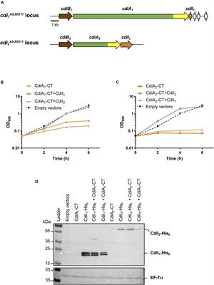 Identification of a Contact-Dependent Growth Inhibition (CDI) System That Reduces Biofilm Formation and Host Cell Adhesion of Acinetobacter baumannii DSM30011 Strain